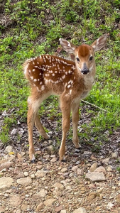 Fawn 2