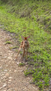 fawn 3